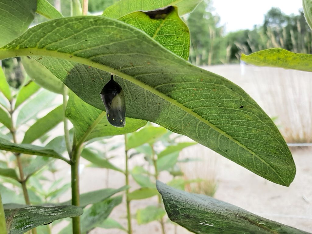 A chrysalis attached to the underside of a Milkweed leaf.