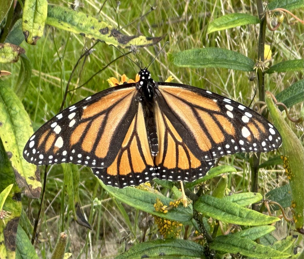 Monarch butterfly on Butterfly Milkweed