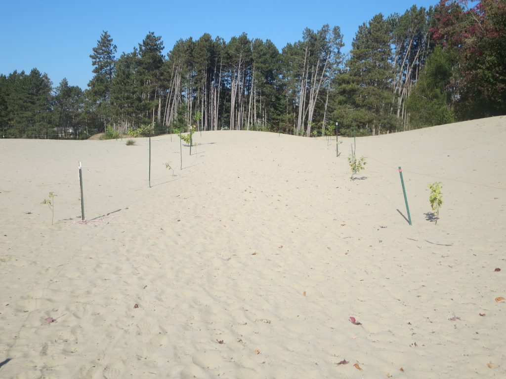 A much tidier Dune #1, much closer to how we want the entire dune to look. Photo by Chris Dragan