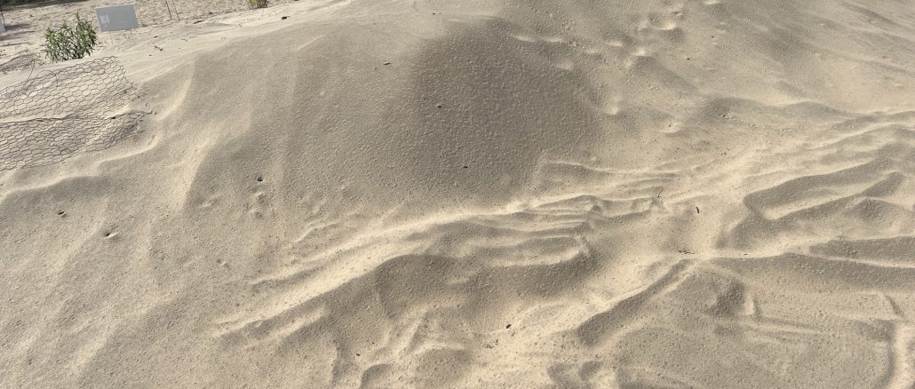 In this month’s newsletter: Latest work on the dunes, the mural, and an upcoming fund-raising activity; What to spot at the dunes · How to donate to BCI and Friends of Pinhey Sand Dunes; New executive and outstanding positions