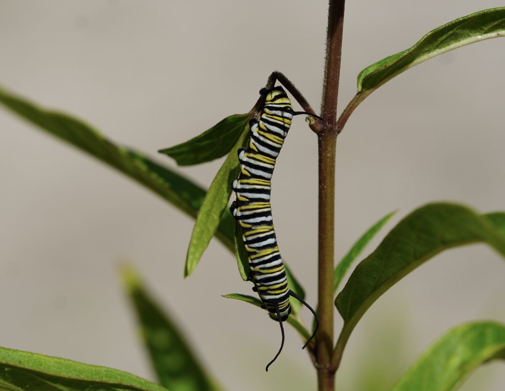Monarch caterpillar on Common Milkweed