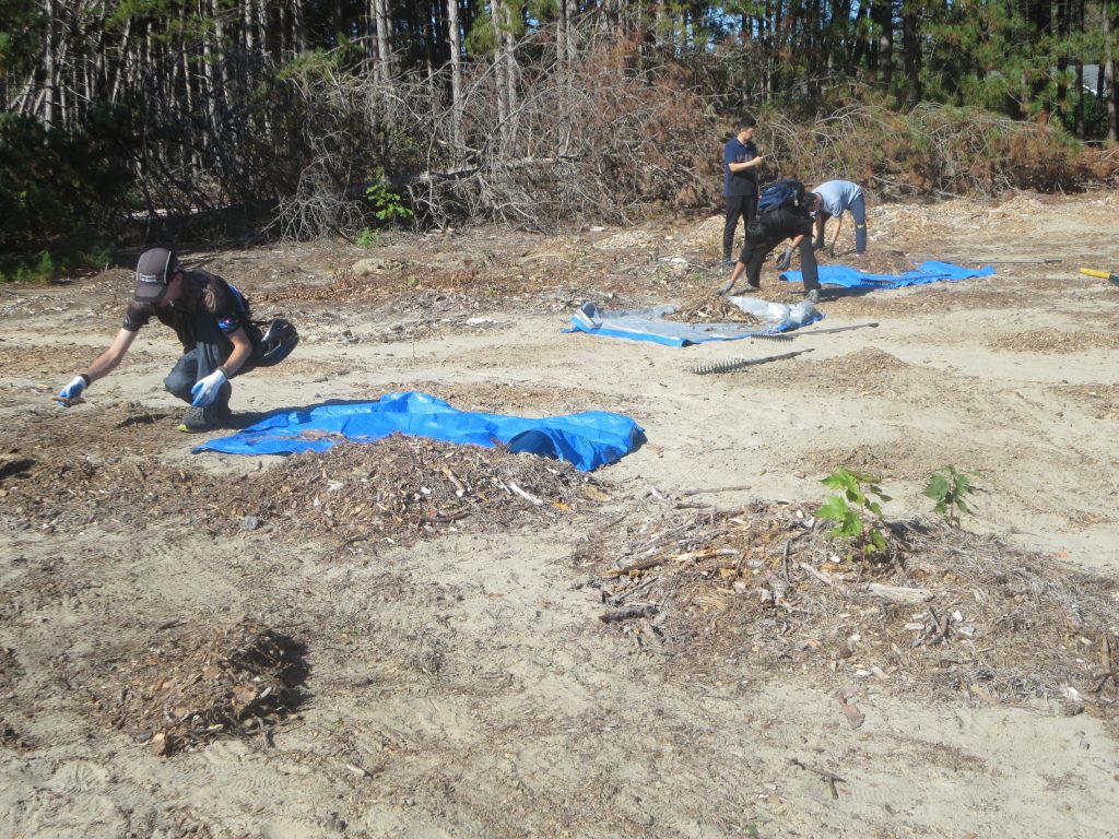 Volunteers clearing stacks of wood chips from Dune #1. Photo by Chris Dragan
