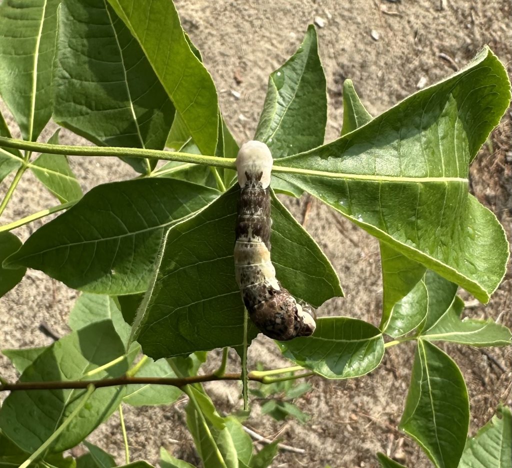 Giant Swallowtail Caterpillar