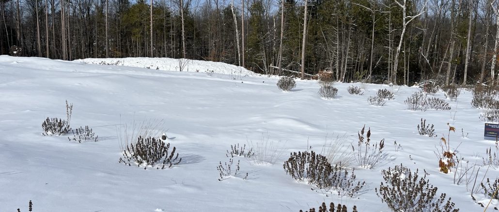 Friends of Pinhey Sand Dunes Newsletter: November 2025