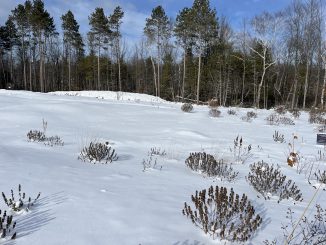 Friends of Pinhey Sand Dunes Newsletter: November 2025