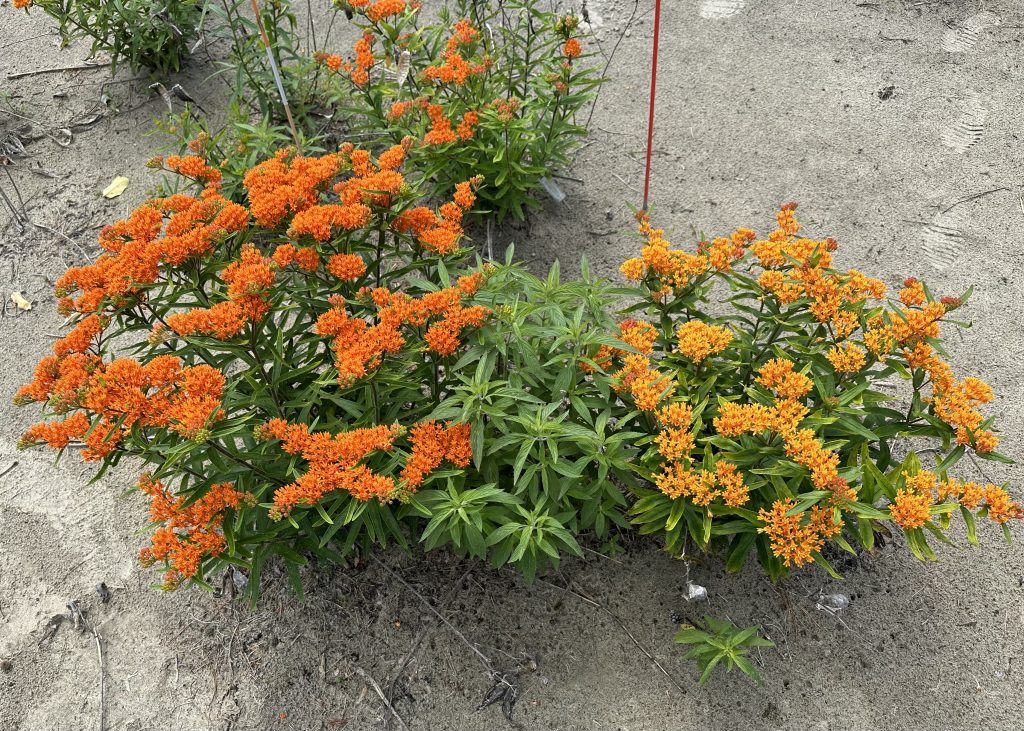 Butterfly Milkweed. Photo by Berit Erickson