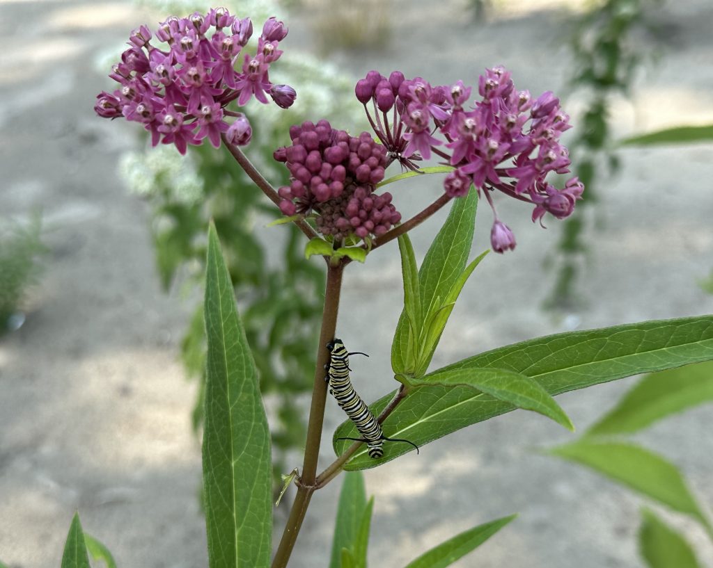 Swamp Milkweed. Photo by Berit Erickson
