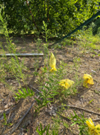 Whorled Milkweed. Photo by Frank Moore