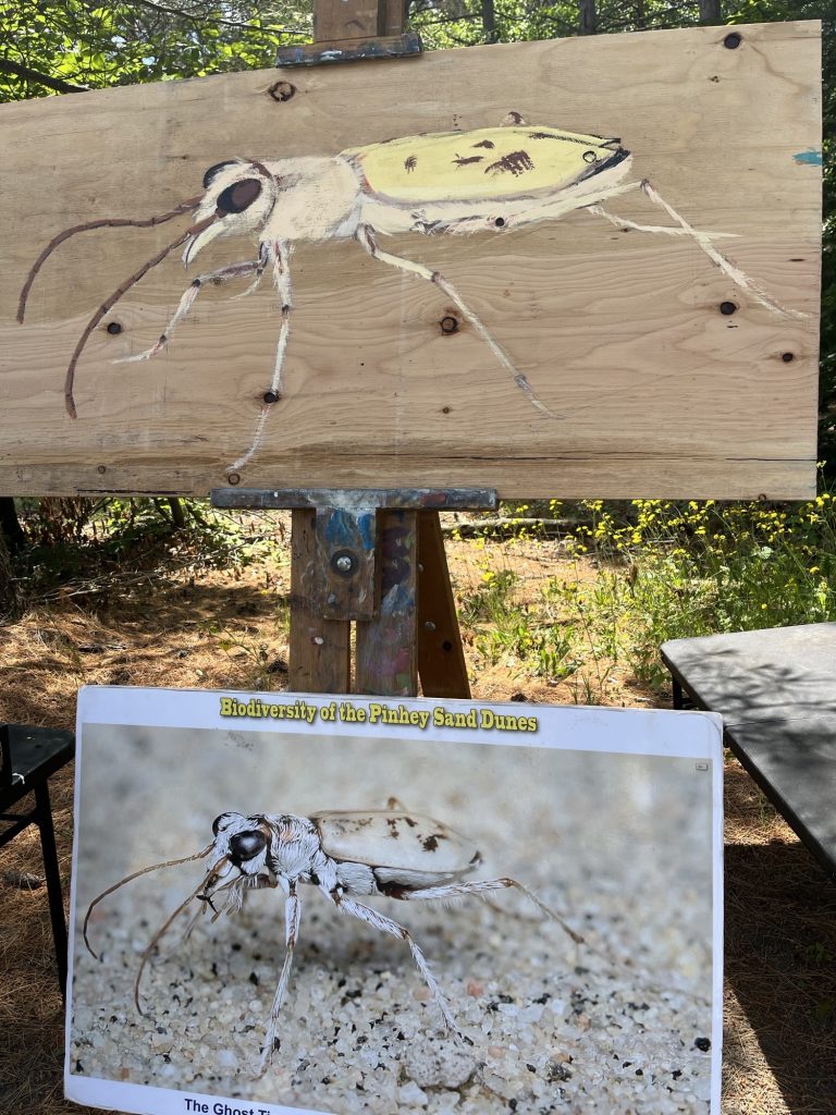 A Ghost Tiger Beetle painting by Melissa Cheng.