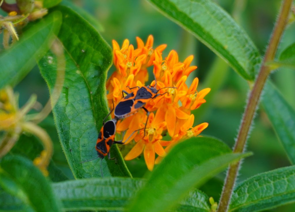 Mating Small Milkweed Bugs in my Ottawa residential garden. Photo by Berit Erickson

