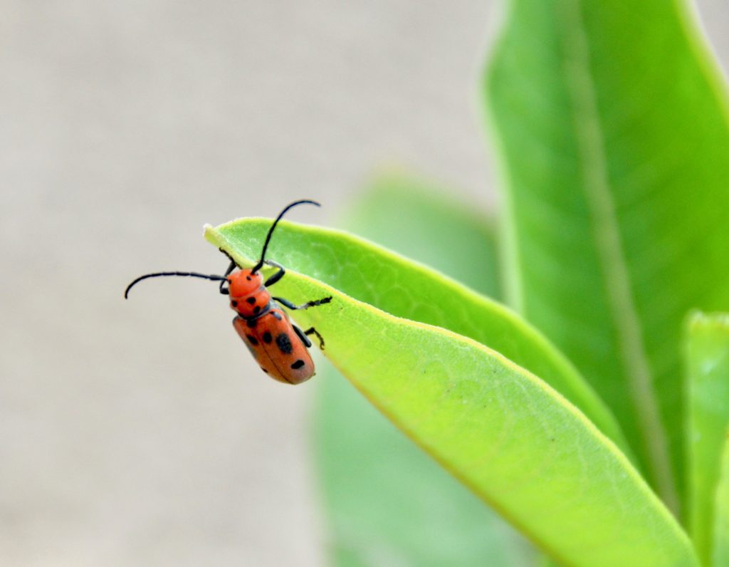 One of many Red Milkweed Beetles spotted at Dune #2. Photo by Tamara Nutik