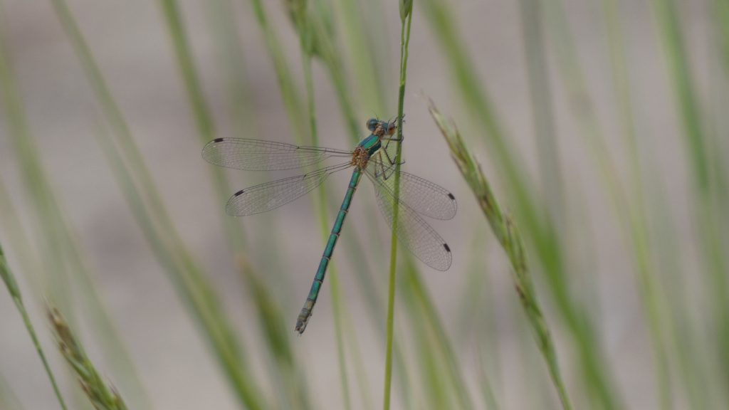 Emerald Spreadwing. By Frank Moore