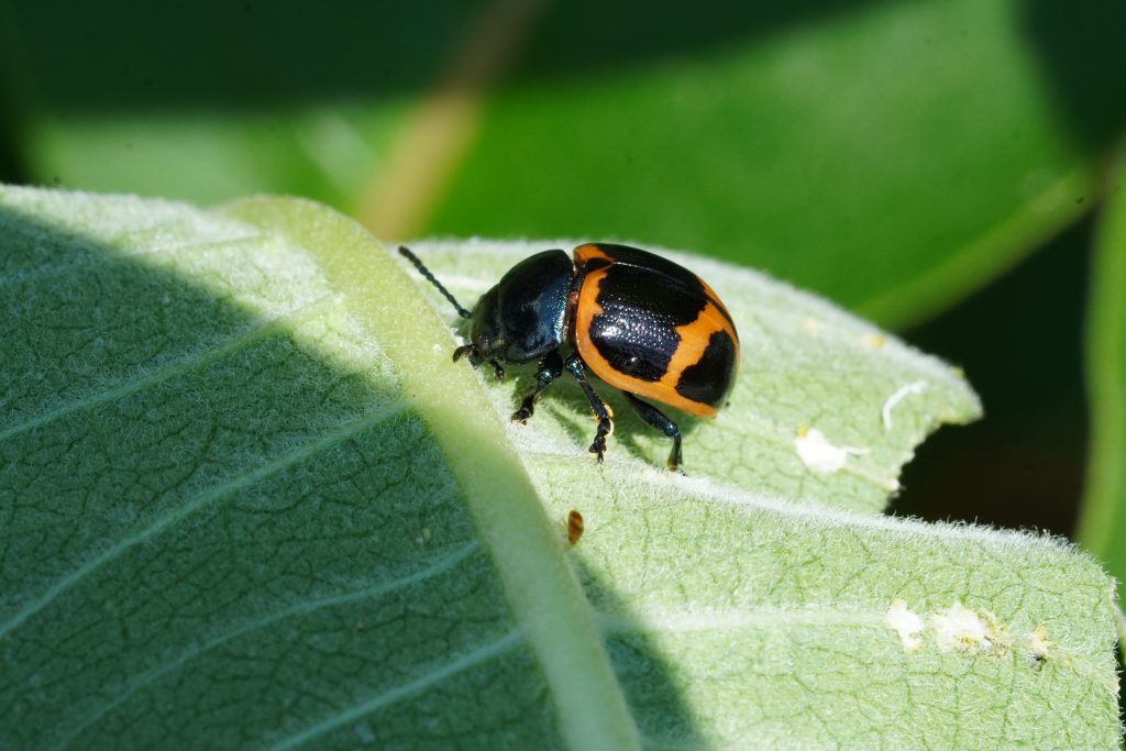 A Swamp Milkweed Beetle in my Ottawa residential garden. Photo by Berit Erickson