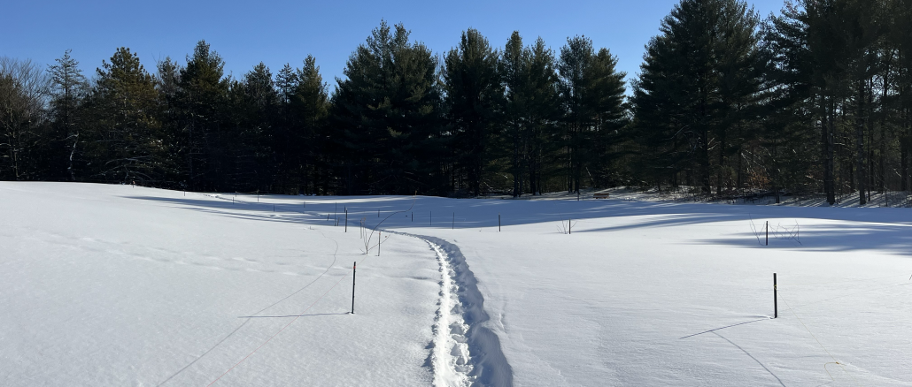 Friends of Pinhey Sand Dunes Newsletter: January 2026