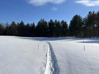 Friends of Pinhey Sand Dunes Newsletter: January 2026