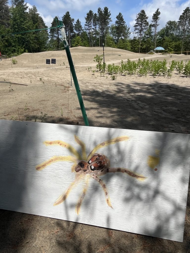 A dune spider painting in progress by Katherine Zakaznikov